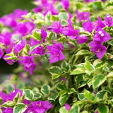 2 Trailing Bougainvillea Plants Live, Hardy Flowering Bougainvillea Plants for Hanging Basket, Container Growing, 4-8 Inches Tall (Blueberry Ice)