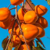 2 Seedlings Persimmon Trees Live Fruit Plants, Dormant No Leaf, Sweet Fruit, Established Roots, 7 to 15 Inches in Tall, Zones 7-10