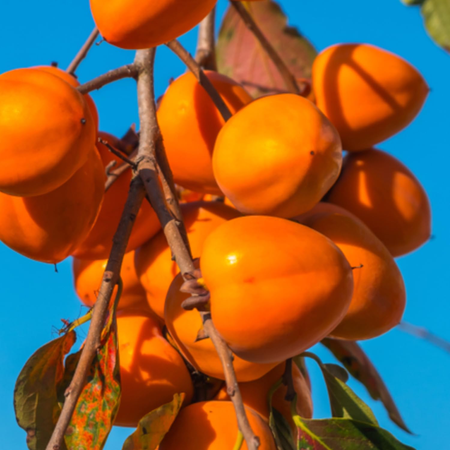 2 Seedlings Persimmon Trees Live Fruit Plants, Dormant No Leaf, Sweet Fruit, Established Roots, 7 to 15 Inches in Tall, Zones 7-10