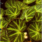 Combo 3 Trailing Begonia Angel Wing Plants Live, Begonia Maculata Live Plant, Begonias Live Plants Outdoor, 4 to 8 Inc Tall