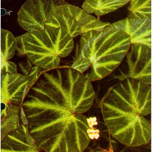 Set 3 Begonias Live Plants, Trailing Begonia Green Leaf, No Pot, Starter 4 to 8 Inc Tall, Indoor Outdoor Houseplant