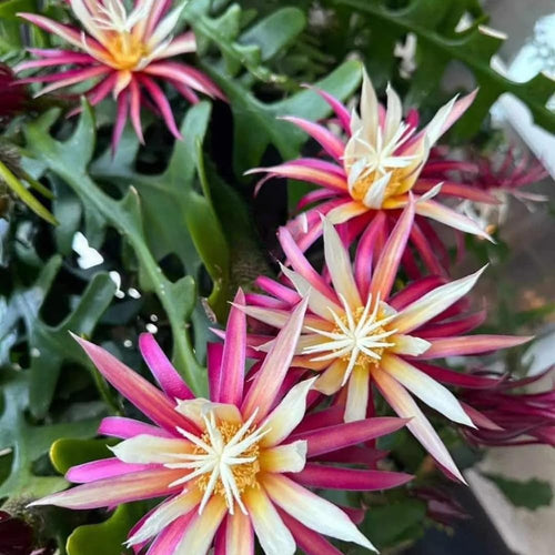 Fishbone Cactus Plant, Epiphyllum Orchid Cactus, Pink Epiphyllum Orchid Cactus Plants Live from 4 Inc Tall
