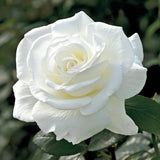 Rose Bush Live Plant - Rose Plant Live - Bareroot with Soil 5-10 Inch Tall - Fragrant Flowers Shrub