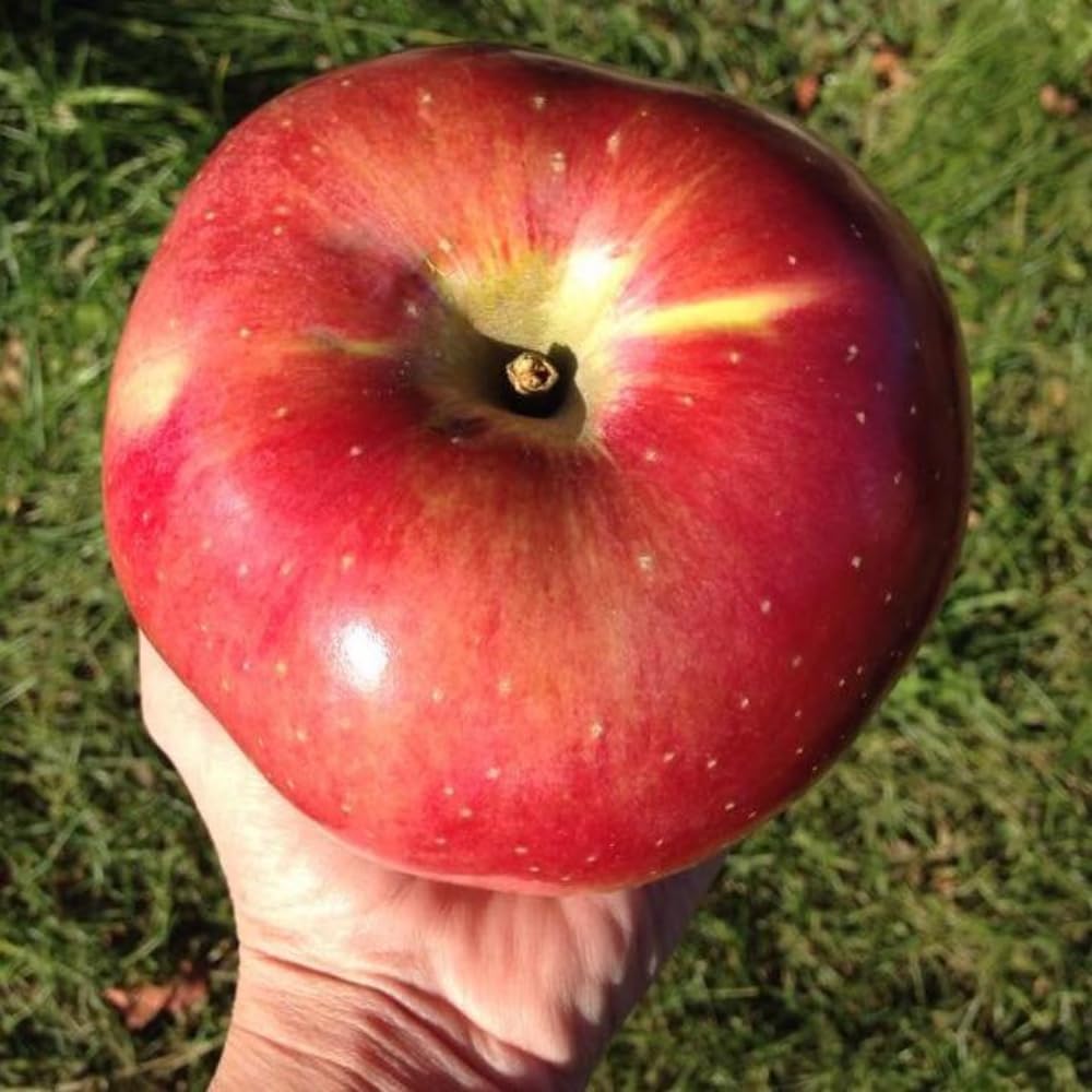 River Apple Tree Live Plant, Bareroot 2 to 3 Feet Tall, Sweet Apple Plant Live for Planting, Live Apple Tree Plant, Apple Fruit Tree