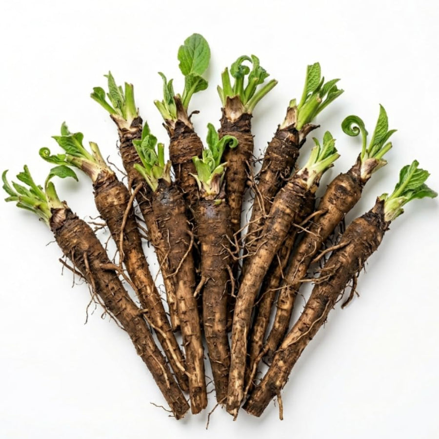 10 Comfrey Roots, Comfrey Plants Live Roots for Planting Outdoor Garden, Fast Growing Perennial Herb Plant
