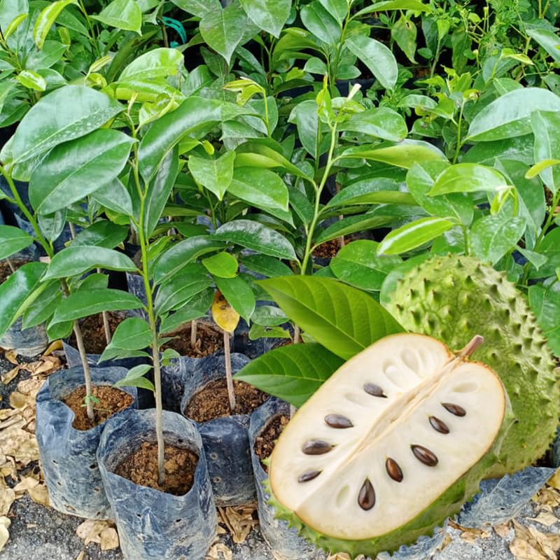 Soursop Tree Live Plant in 4" Pot, Tropical Annona Muricata Guanabana Seedling Size 5-8" in Tall, Zones 9-11, No CA