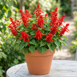 2 Salvia Plants, Red Salvia Live Plants, 4-6 Inches Tall, 4 Inches Pot, Long Blooming Red Flowers for Indoor Outdoor Growing