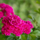 Vibrant Hot Pink Climbing Rose Live Plant, Fragrant Rose Bush Ready to Plants, Zone 5 to 9, Size 5 to 7 Inches and Bare Root
