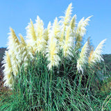 Pack 2 Pampas Grass Plants, Live Pampas Perennial Grasses 4-8 Inches, Ornamental Grass for Outdoor Garden Landscaping - White Pampas