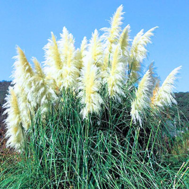 Pack 2 Pampas Grass Plants, Live Pampas Perennial Grasses 4-8 Inches, Ornamental Grass for Outdoor Garden Landscaping - White Pampas