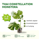 Monstera Deliciosa Live Plant, Monstera Thai Constellation Plant, Houseplant, 4 Inc Potted