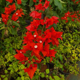 2 Red Bougainvillea Plants Live, Perennial Bougainvillea Flowers Vine, Outdoor Garden Planting 5-9 Inches