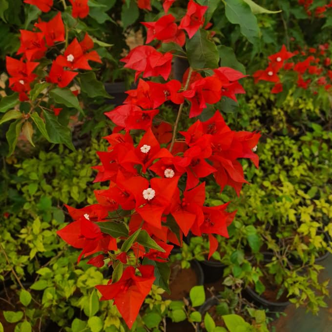 2 Red Bougainvillea Plants Live, Perennial Bougainvillea Flowers Vine, Outdoor Garden Planting 5-9 Inches
