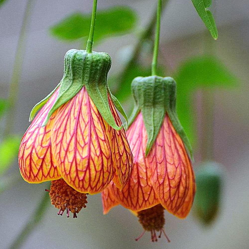 2 Abutilon Plants Live for Planting 5 to 9 Inch Height, Lantern Abutilon Flowering Live Plants, Fragrant Abutilon Well Rooted Plug (Orange Abutilon Plants)