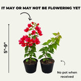 Red Bougainvillea Tree Live Plant, 1 Year Old Ready to Plant Outdoor, Very Hardy