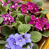 1 Random African Violets Live Plants House Plants in 4" Pot, Vibrant Blooms for Indoor Décor, Home or Office, Easy to Grow