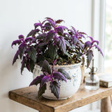 Gynura Aurantiaca Purple Passion Velvet Plant, Gynura Plant Live, Rare Houseplant for Outdoor Indoor Growing, 4 Inc Pot, 4-6 Inc Tall