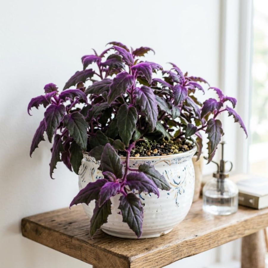 Gynura Aurantiaca Purple Passion Velvet Plant, Gynura Plant Live, Rare Houseplant for Outdoor Indoor Growing, 4 Inc Pot, 4-6 Inc Tall