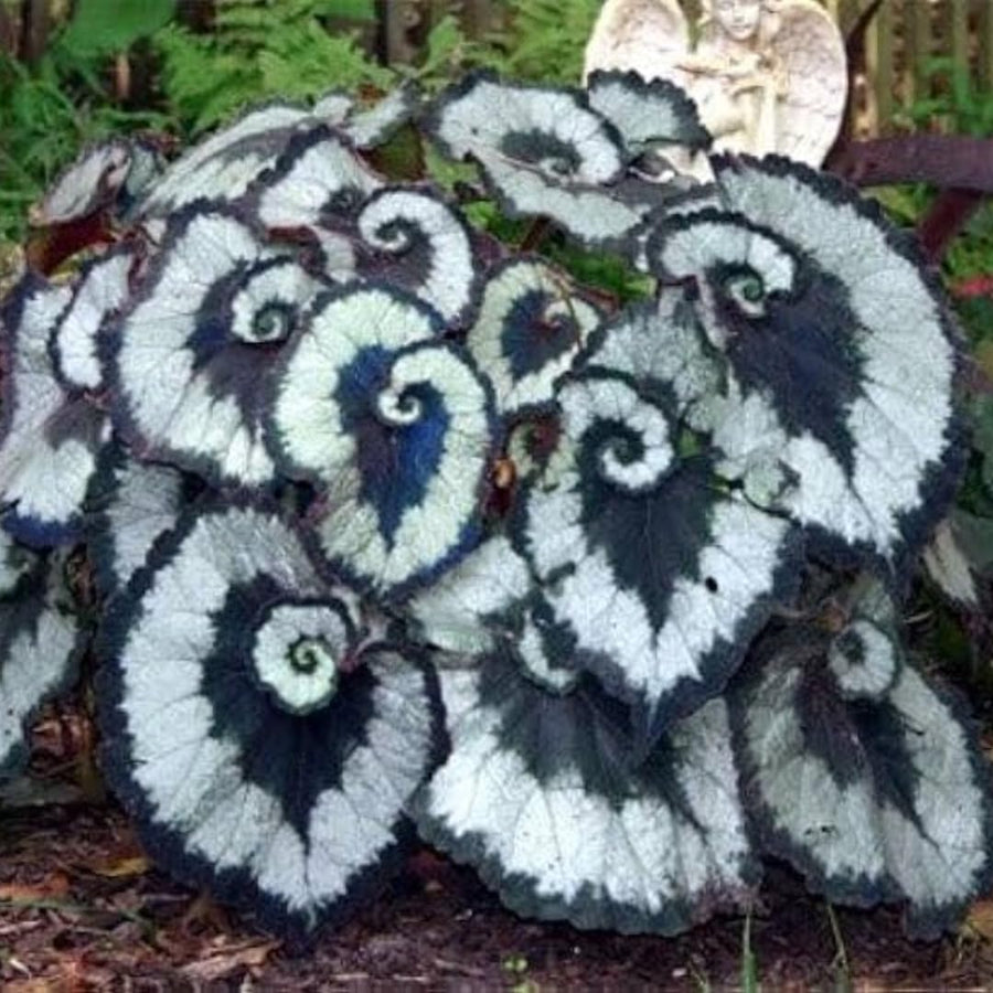 Combo 3 Mix Begonia Angel Wing Plants Live, Begonia Maculata Live Plant, Begonias Live Plants Outdoor, 4 to 8 Inc Tall