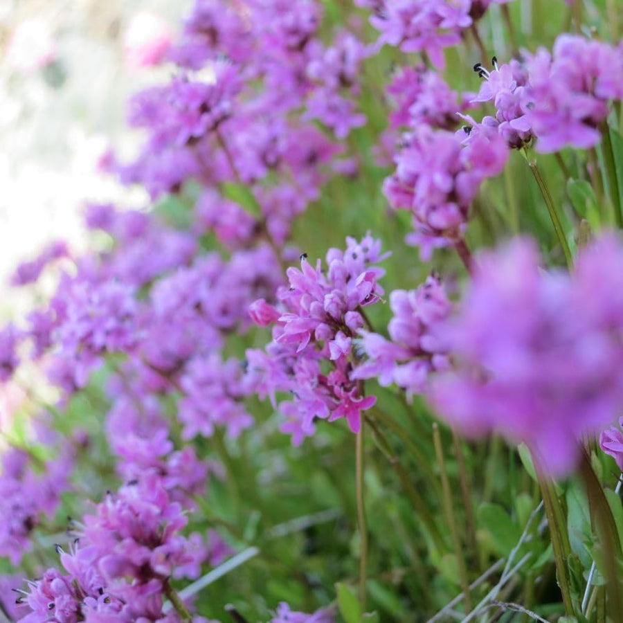 3750 Moss Verbena Seeds, Purple Flower Seeds for Garden Planting