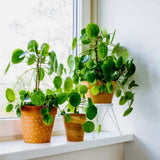 2 Money Plants Live, Pilea Peperomioides Houseplant, 4-6 Inches Tall, Real House Plant for Office, Home, Garden