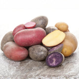2 Lbs Mixed Potatoes for Planting - Assorted Potato Tubers for Outdoor Garden, Raised Beds, and Container Growing, Potatoes Bulbs Tubers Vegetable
