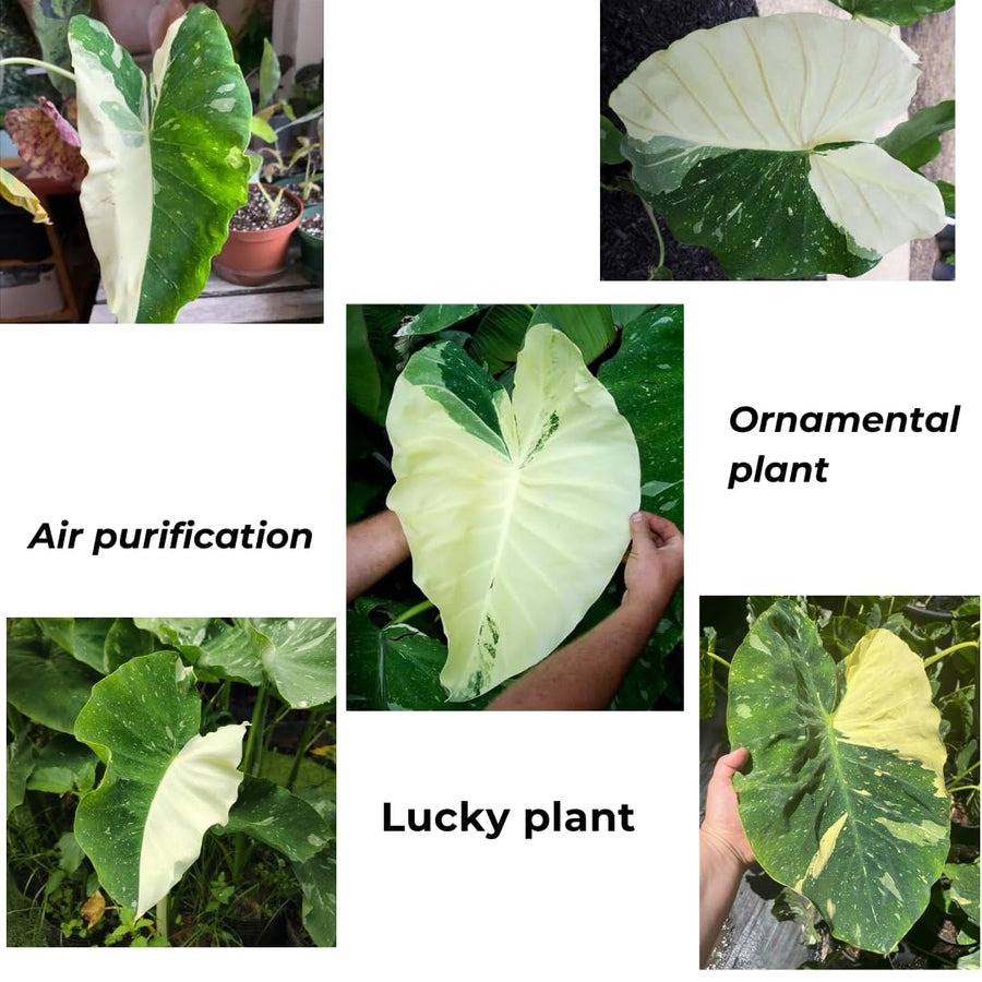 Elephant Ear Plants, Green White Colocasia Plant, Colocasia Alocasia Esculenta Taro for Indoor Outdoor Gardens, Very Cold Hardy
