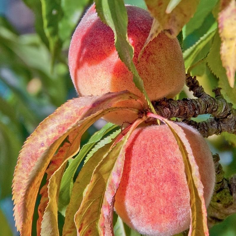 Sweet Red Color Peach Tree Live Plant, 12-18" in Tall, Cold Hardy in Gallon Pot for Planting, Outside Planting, No CA