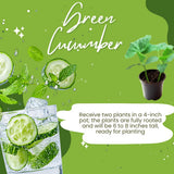 2 Cucumber Plants Live for Planting, Green Cucumber Live Plant in 4 Inches Pot, Well Rooted from 6 to 8 Inches Tall for Vegetable Garden, Cucumbers Starter Plant
