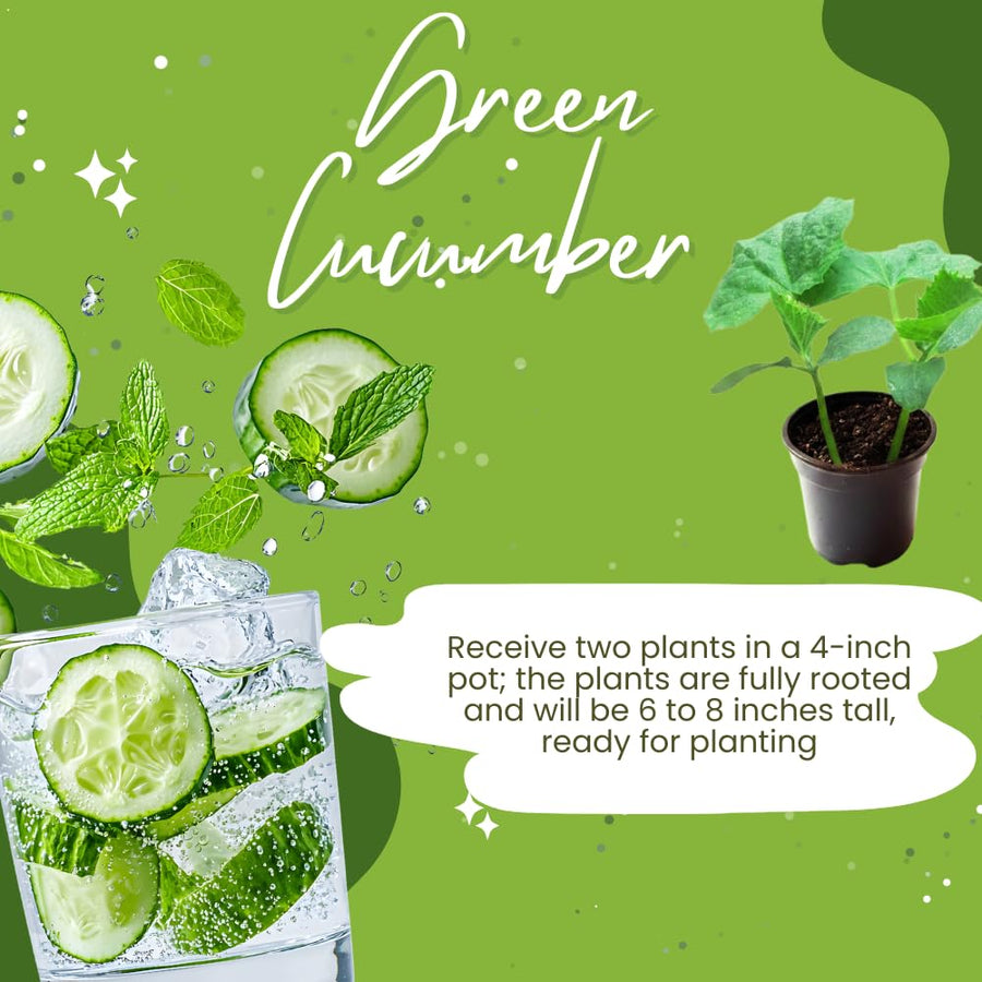 2 Cucumber Plants Live for Planting, Green Cucumber Live Plant in 4 Inches Pot, Well Rooted from 6 to 8 Inches Tall for Vegetable Garden, Cucumbers Starter Plant