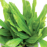 Set 1000 Culantro Seeds, Culantro Herb Live Plant, NGO GAI Seed for Outdoor Gardening