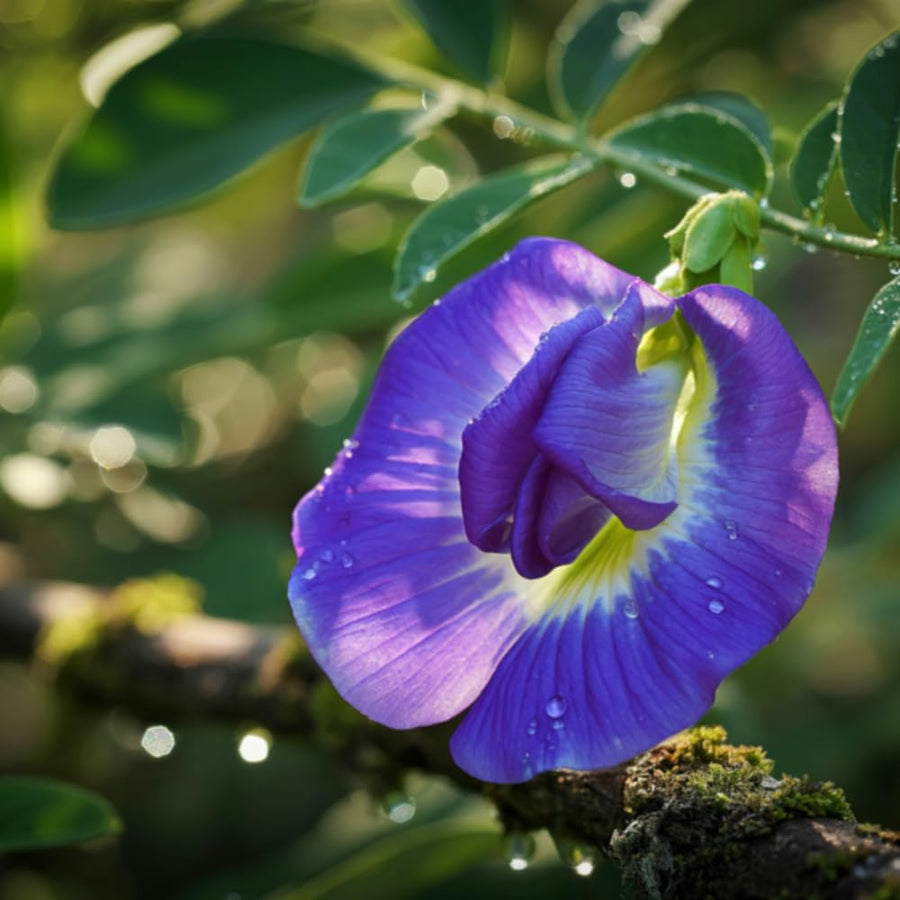 Set of 50 Butterfly Pea Seeds, Butterfly Pea Flower Seeds, Blue Flower for Planting