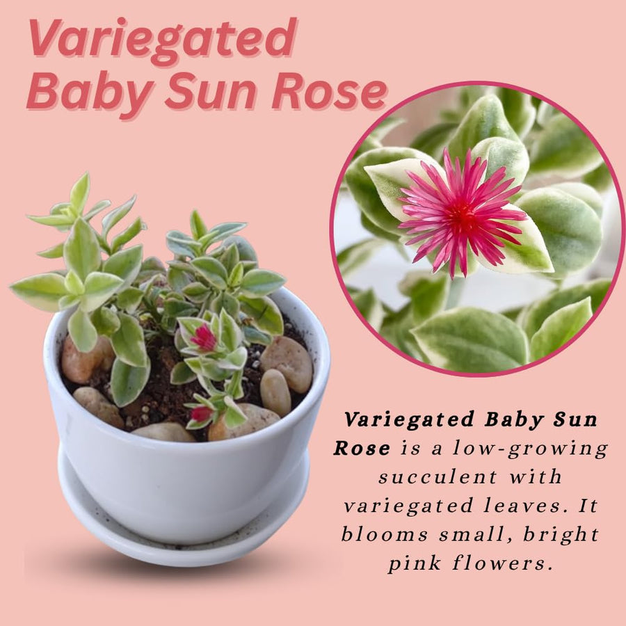 Variegated Baby Sun Rose Live Plant, Pink Ice Plant, Variegated Succulent, 2 Inch Pot for Indoor Outdoor Houseplant