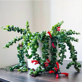 Lipstick Plants Live Houseplants, Curly Lipstick Plant in 3 Inch Pot, Rare Twisted Aeschynanthus Houseplant Indoor Outdoor Garden, Perennial Tropical Vine Plant