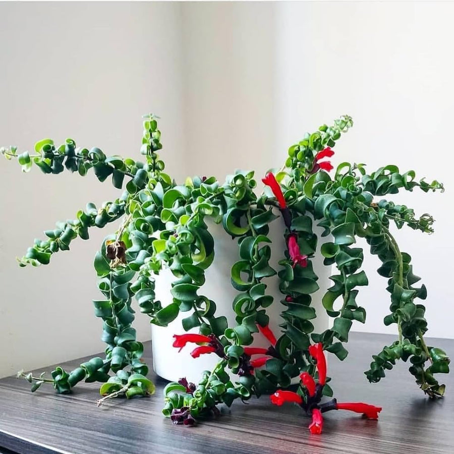 Lipstick Plants Live Houseplants, Curly Lipstick Plant in 3 Inch Pot, Rare Twisted Aeschynanthus Houseplant Indoor Outdoor Garden, Perennial Tropical Vine Plant