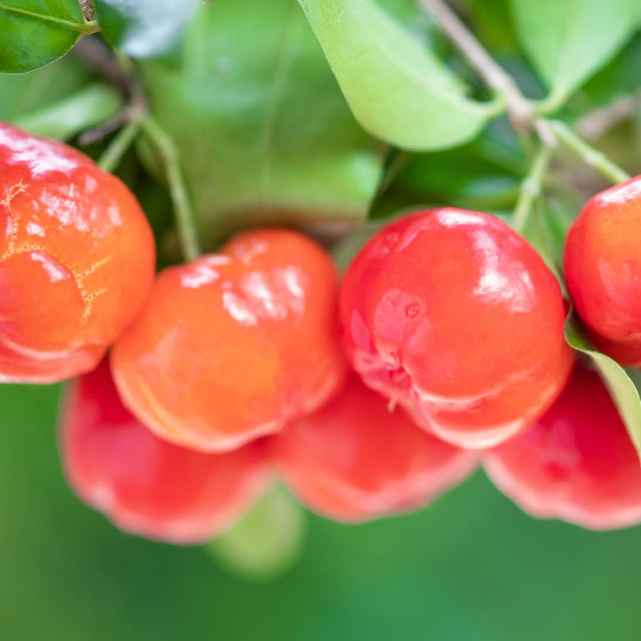 Live Barbados Cherry Tree Plant, Acerola Barbados Cherry Fruit Tree, 2 Feet Tall, Ready for Planting
