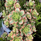Aeonium Plant Live, Rarre Aeonium Succulents Indoor Houseplant in 4'' Pot, Succulents for Home Office Decoration (Green Pink)