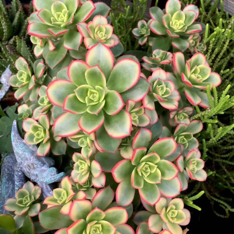 Aeonium Plant Live, Rarre Aeonium Succulents Indoor Houseplant in 4'' Pot, Succulents for Home Office Decoration (Green Pink)