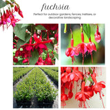 Red Fuchsia Plant Live in 5-Inch Pot, Hanging Basket Flower, Hardy Fuchsia Vine for Shade Gardens, USDA Zones 8-11