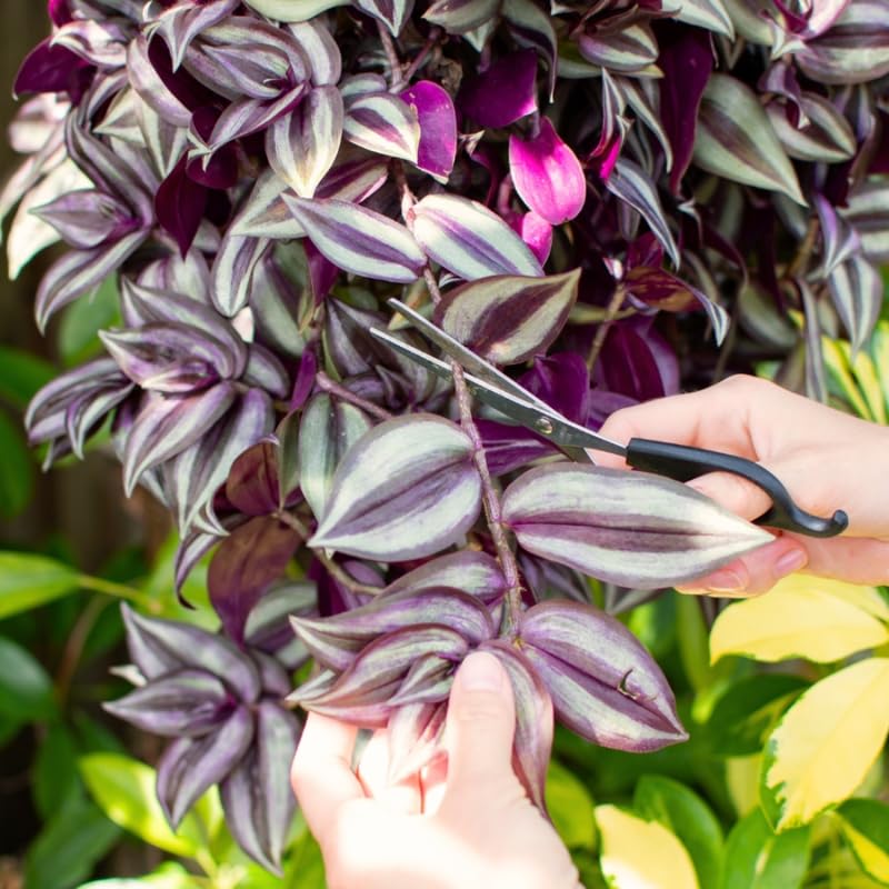 Wandering Jew Live Plant, Purple Tradescantia Zebrina Succulent Plant Live for Growing Hanging Basket Plant, 4 Inc Pot
