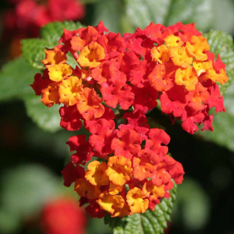 Set 2 Trailing Lantana Plants Live for Planting, 6-9" Height, Ornamental Lantana Live Plants Ready to Grow (Red Lantana)