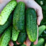 Pack of 60 Green Cucumber Seeds, Cucumber Seeds for Garden, Vegetable Planting Seed