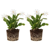 2 Live White Christmas Cactus Plants, White Christmas Cactus Plants Live, 4 to 6 Inch, Bare Root, Perennial Flower Holiday Succulent Plant, No Pot