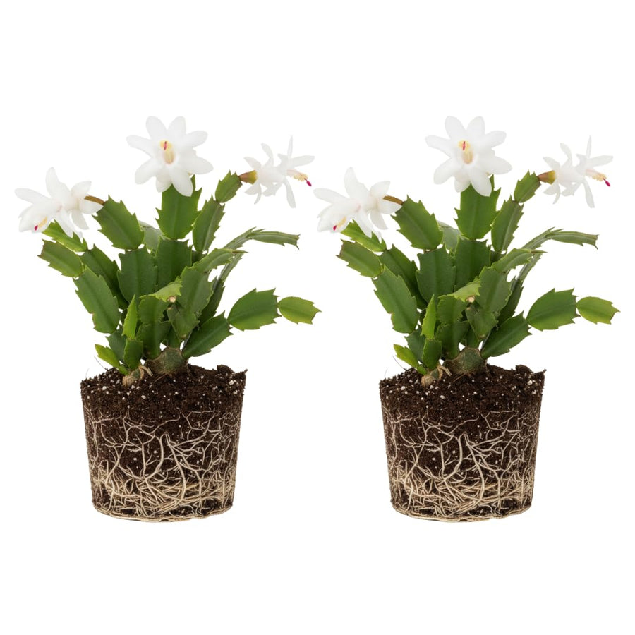 2 Live White Christmas Cactus Plants, White Christmas Cactus Plants Live, 4 to 6 Inch, Bare Root, Perennial Flower Holiday Succulent Plant, No Pot