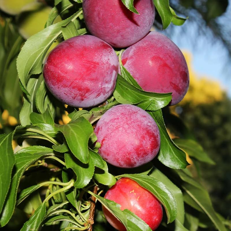 Santa Rosa Plum Tree Live Plant, 2-3 Feet Tall Bareroot, Santa Plum Plant Live for Planting, Rosa Plum Tree Plant