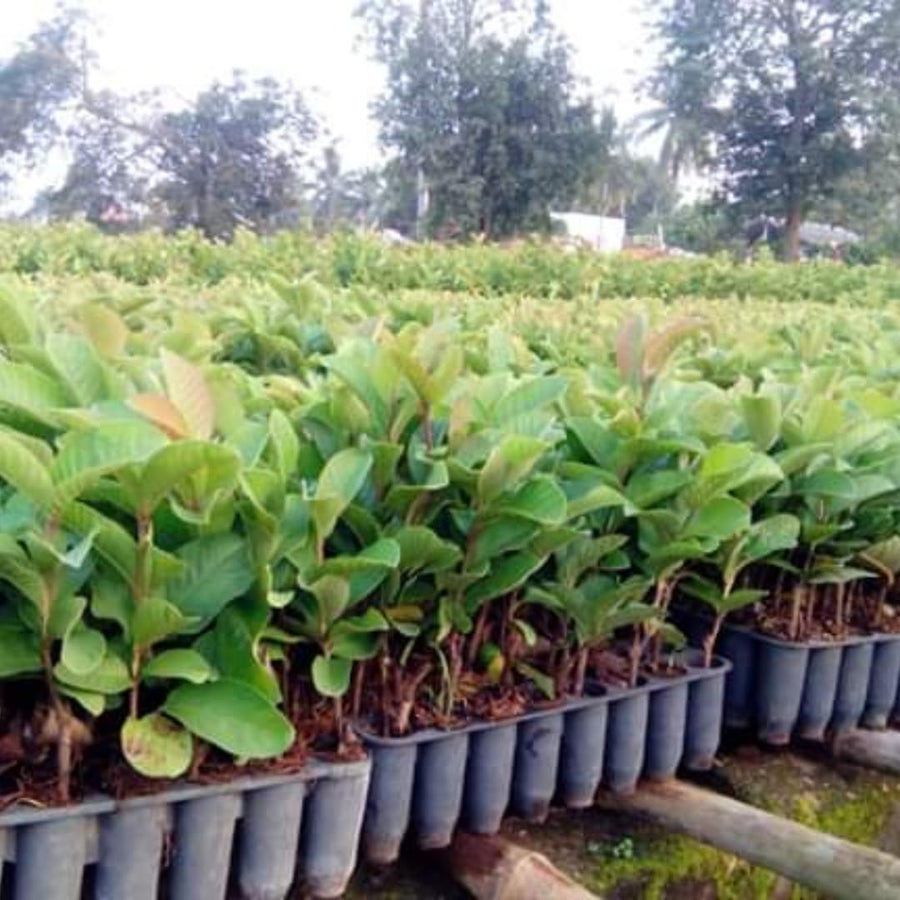 Pink Guava Tree Live Plant, 3 to 6 Inc Tall, Well Rooted, 6 Months Old Guava Tree, Fragrant Guava for Planting, Cold Hardy