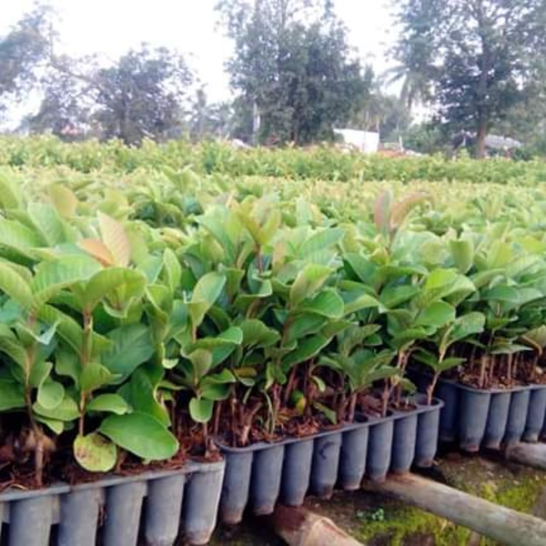 Sweet Pink Guava Tree Live Plant, Potted 8-10" in Tall Tropical Fruit Tree, Zones 9-11 for Outdoor Indoor Planting