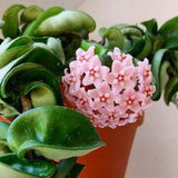 Hoya Rope Plant, 4 Inch Pot, Hoya Plants Live Houseplants Indoor Outdoor, Perennial Vine Plants