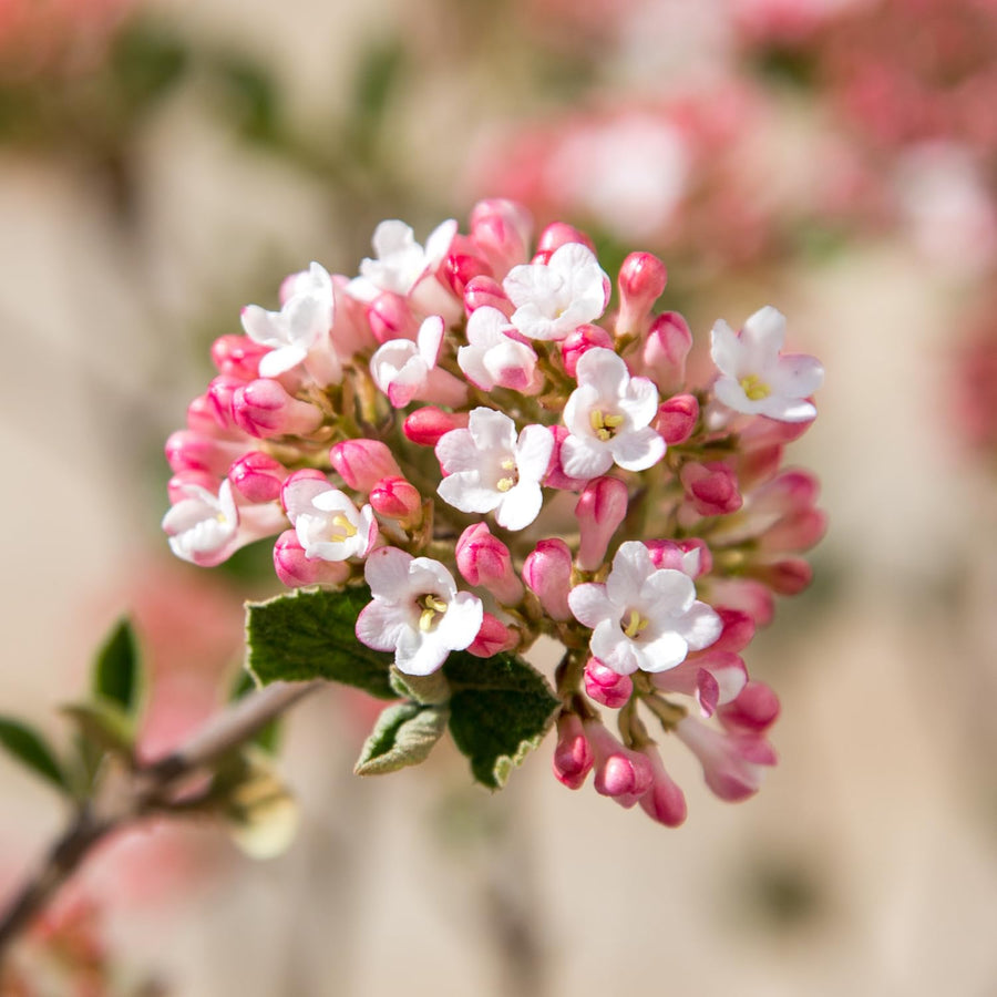 Pink Viburnum Live Plant, 2.5 Inch Pot Hardy Flowering Shrub, Fragrant Spring Blooms for Landscape Garden