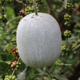 60 Wax Gourd Winter Melon Round Seeds, Wax Gourd Seed, Vegetable Seeds for Outdoor Garden